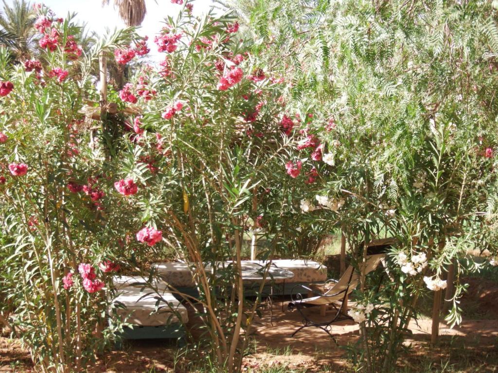 Dar Paru Bed & Breakfast M'Hamid Exterior photo